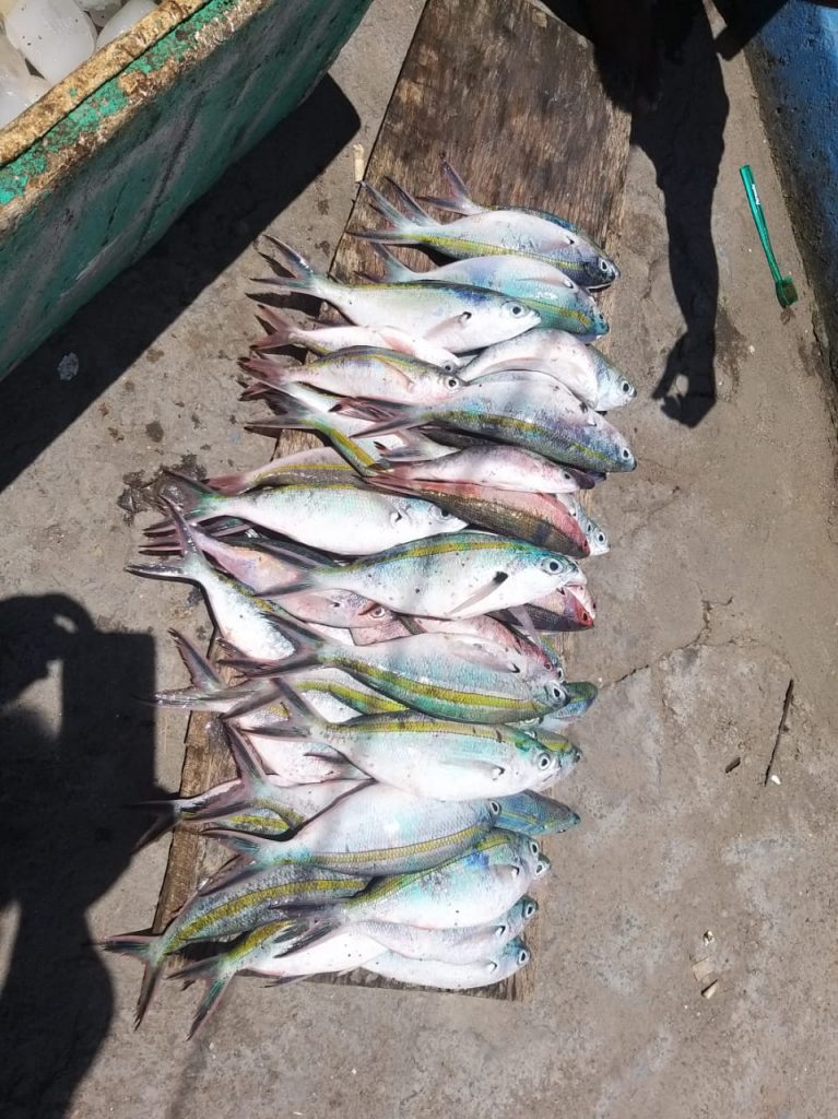 Gunakan Bom Ikan, Lima Nelayan Maumere Diamankan Polisi