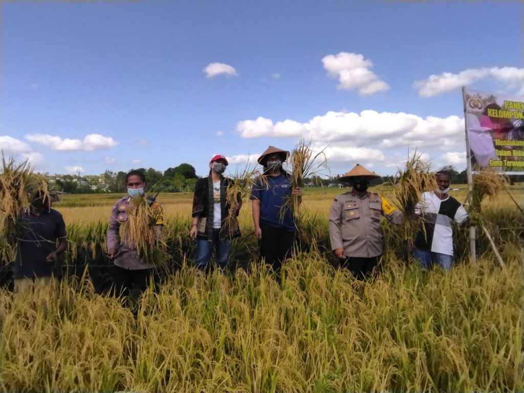 Bhabinkamtibmas Bersama Kelompok Tani di Kupang Panen Hasil Pertanian